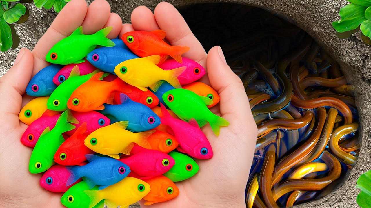 red ear koi - Youtube Kids